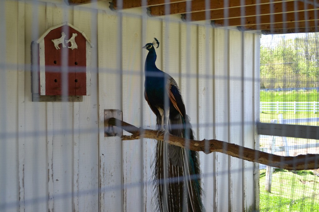 Peacock on call, Amish Village PA